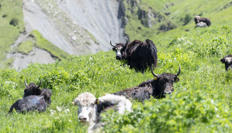 silk-skill-west-airways-efficiently-transported-yaks-from-kyrgyzstan-to-azerbaijan-–-air-cargo-week