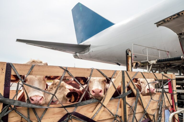 Combating illness in animal transportation – Air Cargo Week