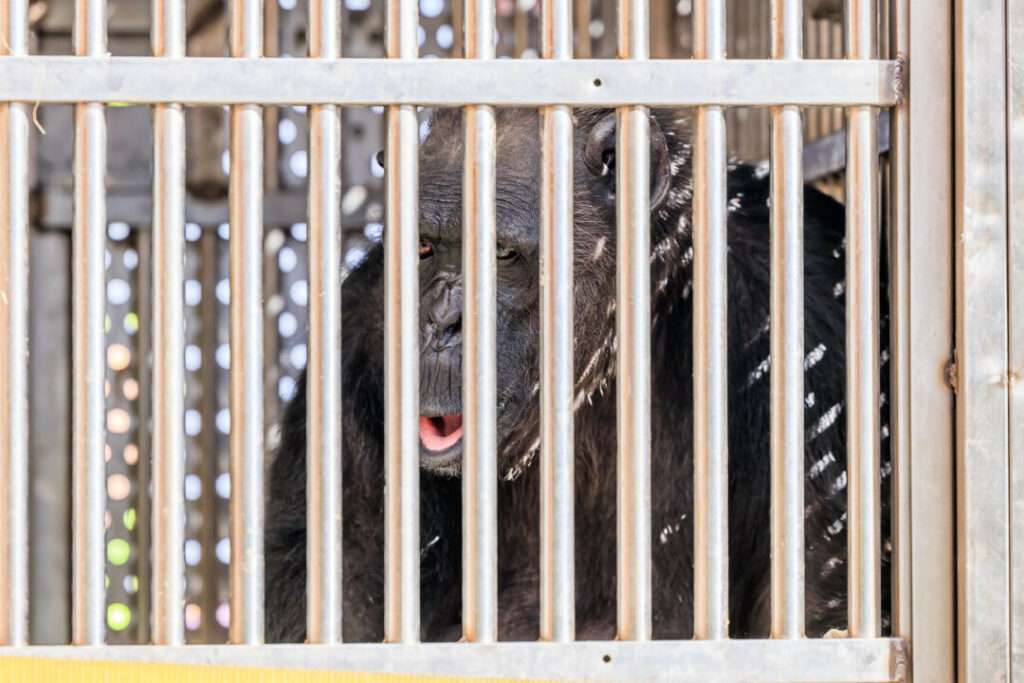 dhl-state-flies-disabled-chimpanzee-to-new-residence-–-air-cargo-week