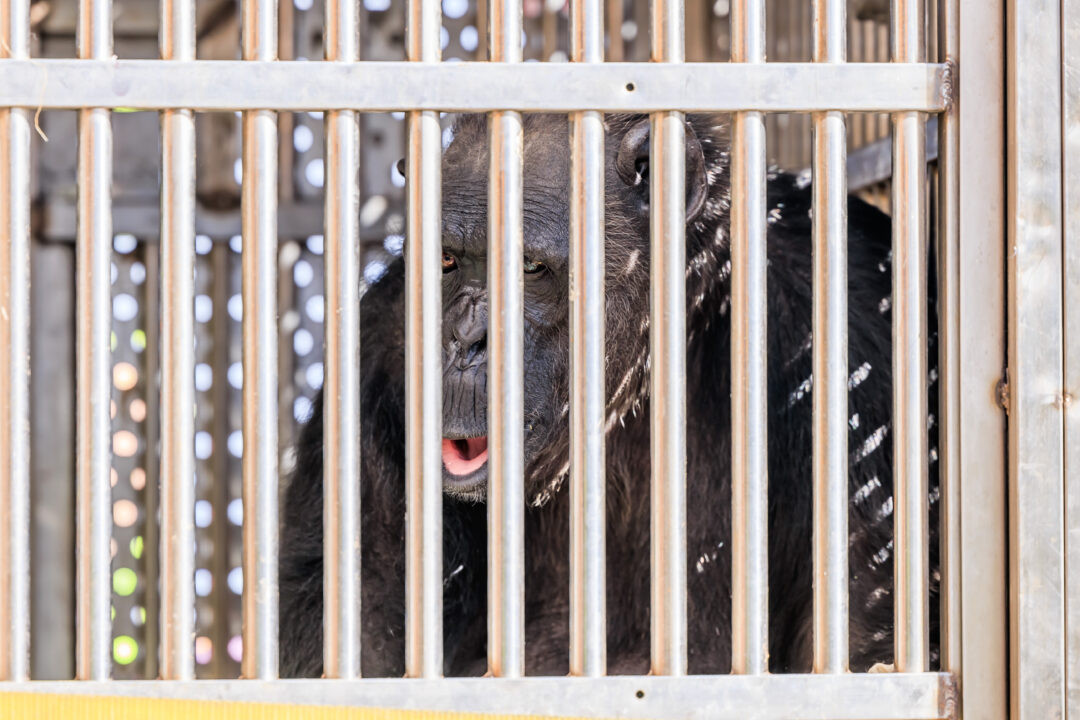 DHL State flies disabled chimpanzee to new residence – Air Cargo Week