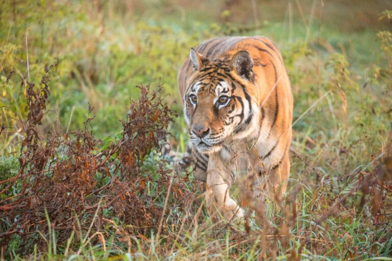 American Airways Cargo moves closing tiger from Argentinian eco park – Air Cargo Week